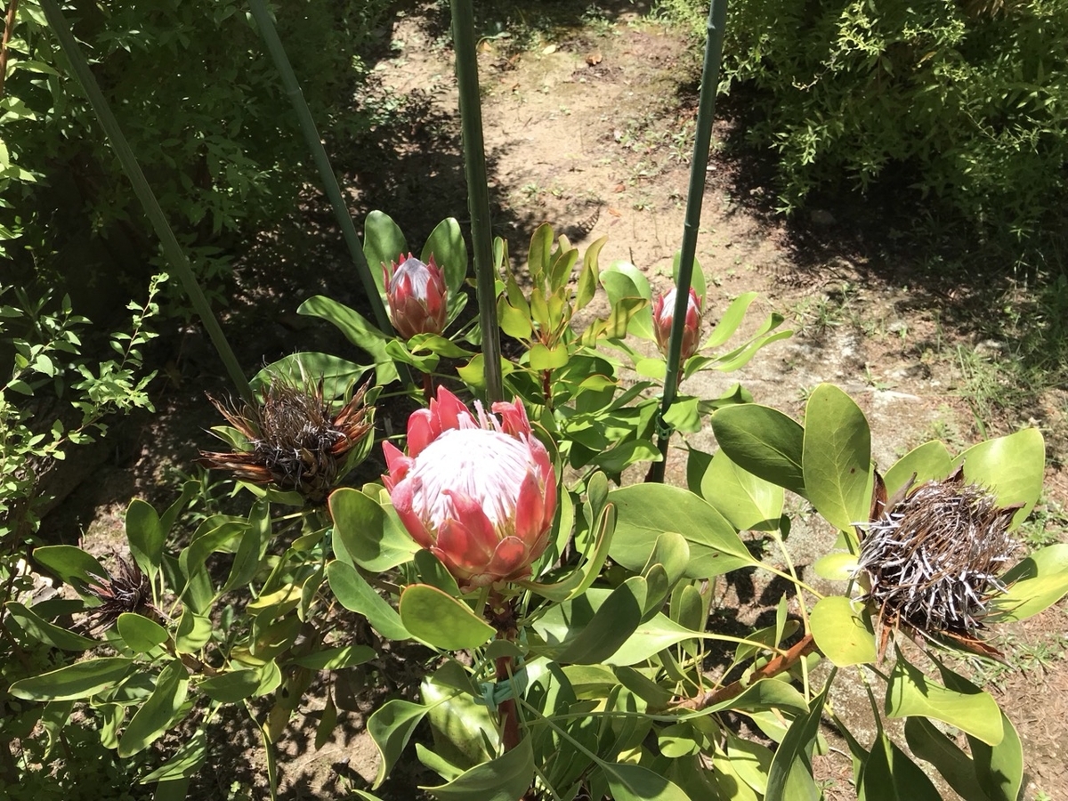 キングプロテア