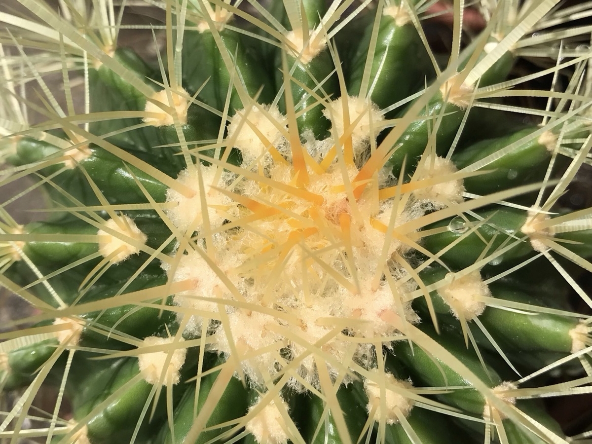 エキノカクタス属　金鯱（キンシャチ）