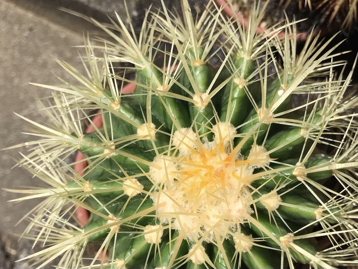 エキノカクタス属　金鯱（キンシャチ）