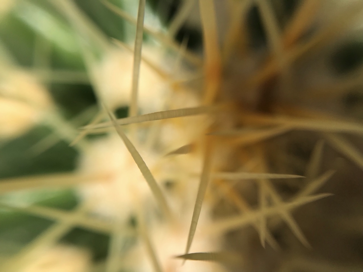 エキノカクタス属　金鯱（キンシャチ）