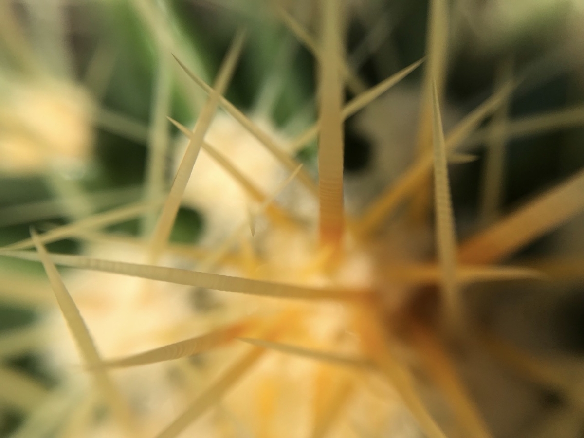 エキノカクタス属　金鯱（キンシャチ）