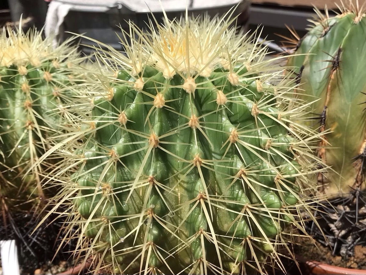 エキノカクタス属　金鯱（キンシャチ）