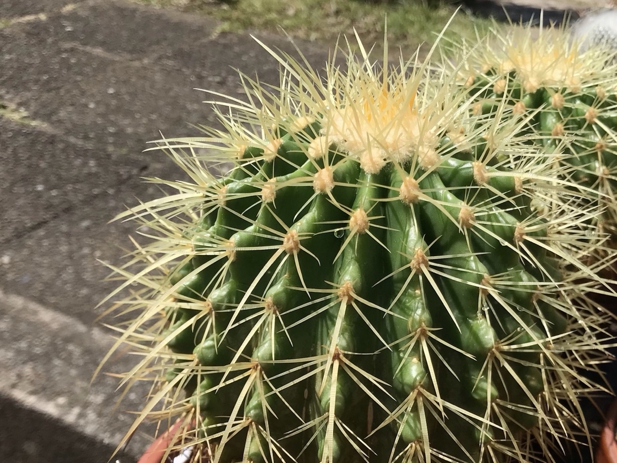 エキノカクタス属　金鯱（キンシャチ）