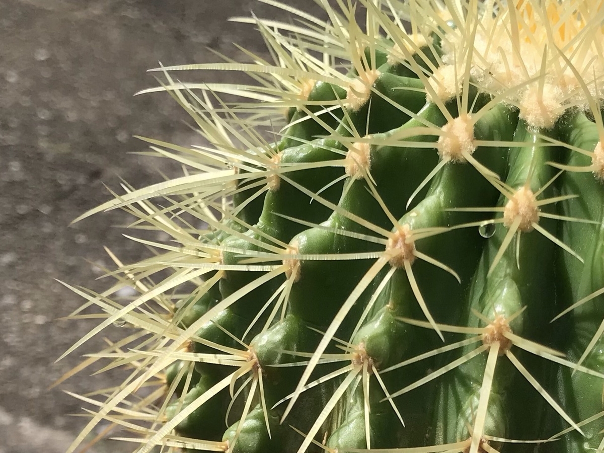 エキノカクタス属　金鯱（キンシャチ）