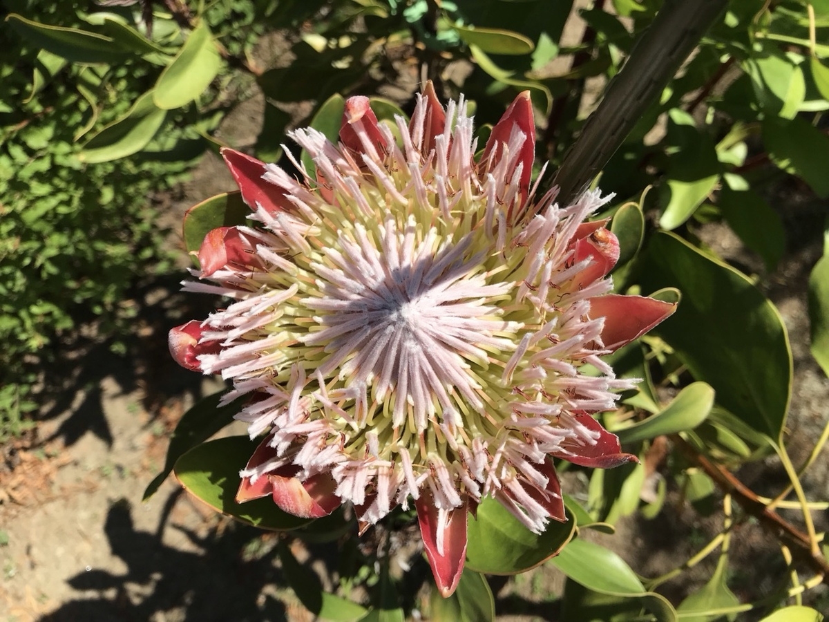 キングプロテアの花、今年の猛暑は水やりが大事 - ずん♪の多肉植物と