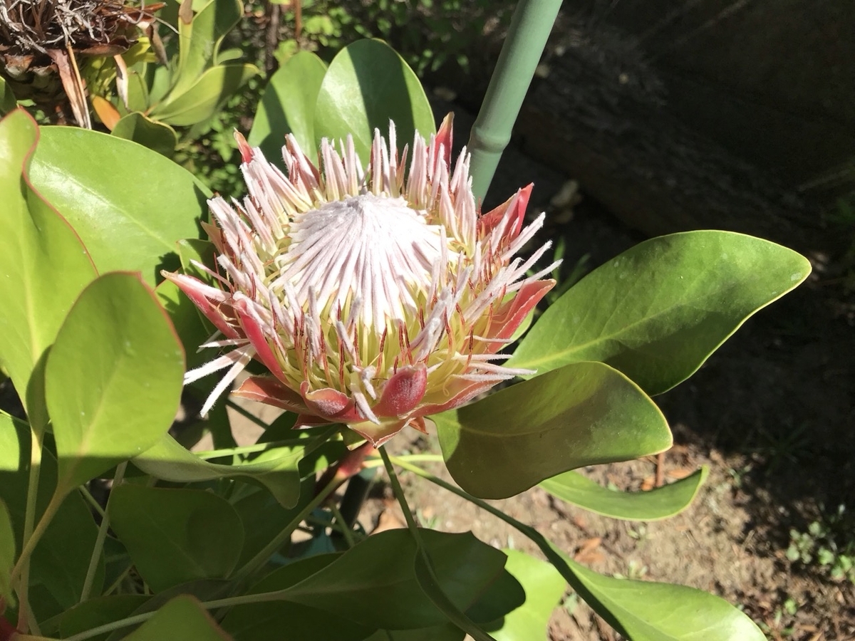 キングプロテアの花、今年の猛暑は水やりが大事 - ずん♪の多肉植物と