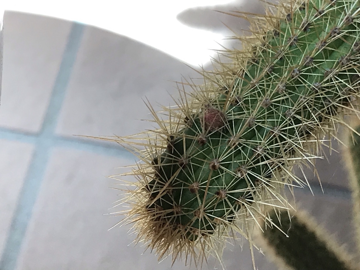 サボテン・アケルシアのロゼイフロラの蕾