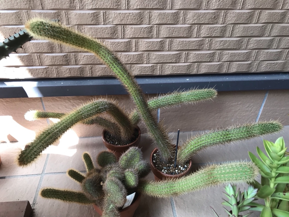 サボテン・アケルシアのロゼイフロラの蕾