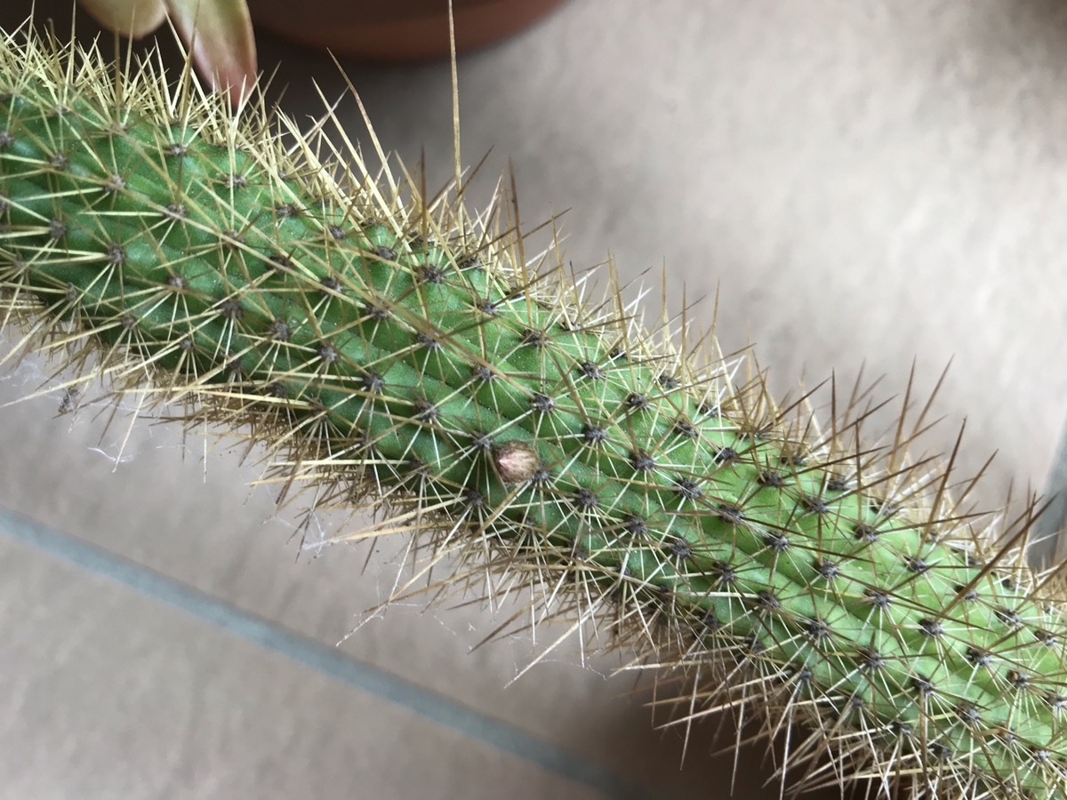 サボテン・アケルシアのロゼイフロラの蕾