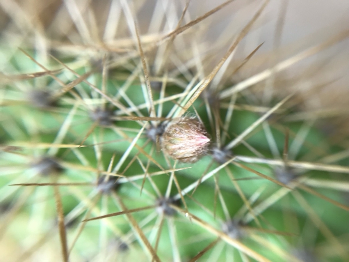 サボテン・アケルシアのロゼイフロラの蕾