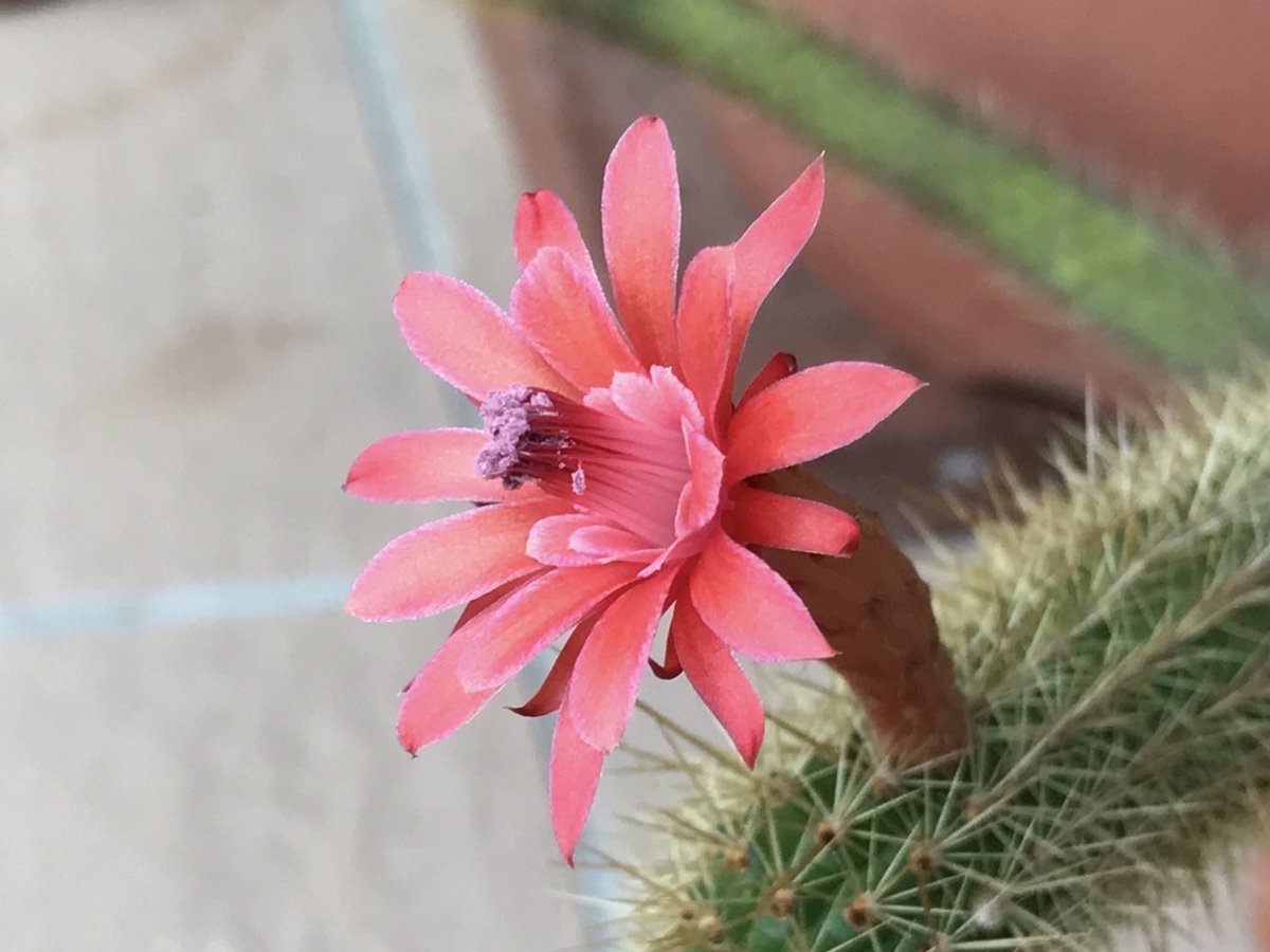 今朝、サボテンのアケルシア属ロゼイフロラの花が咲きました。赤い綺麗