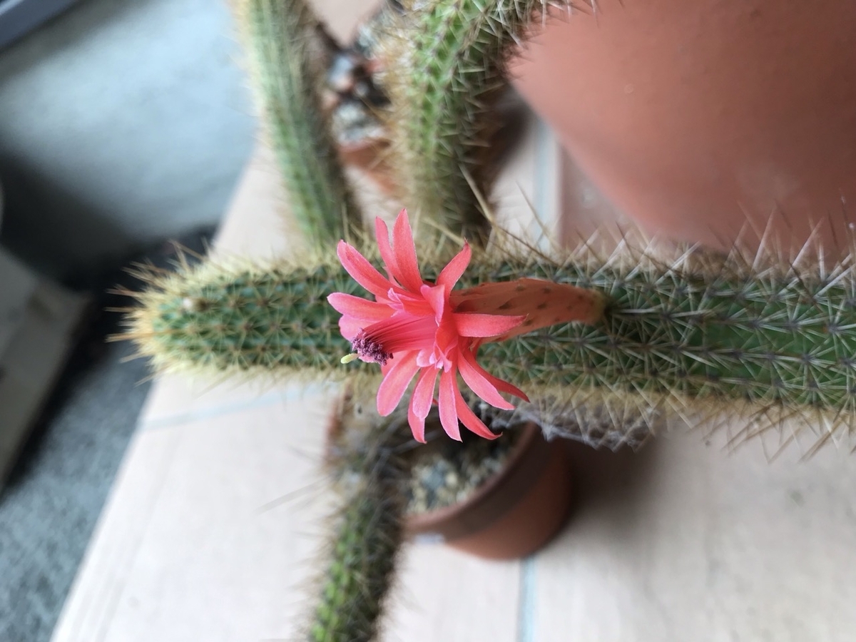 アケルシア・ロゼイフロラの2番目の花