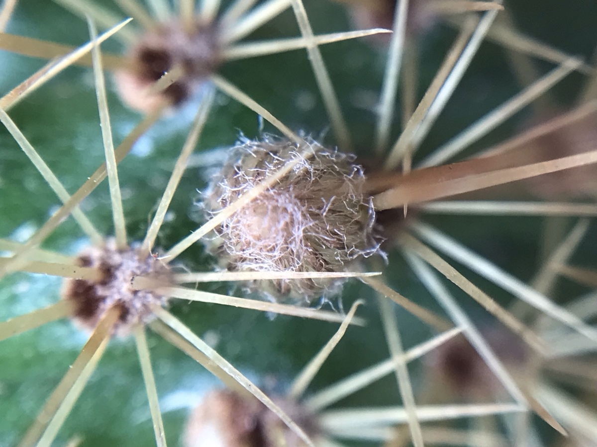 アケルシア・ロゼイフロラの小さな蕾