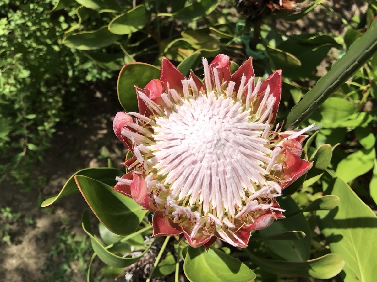 キングプロテア・リトルプリンスの花 キングプロテア・リトルプリンスの花