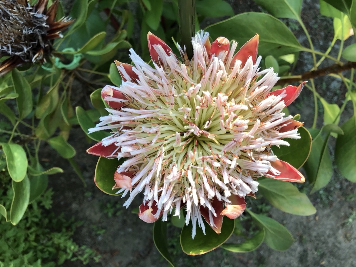 キングプロテア・リトルプリンスの花 キングプロテア・リトルプリンスの花