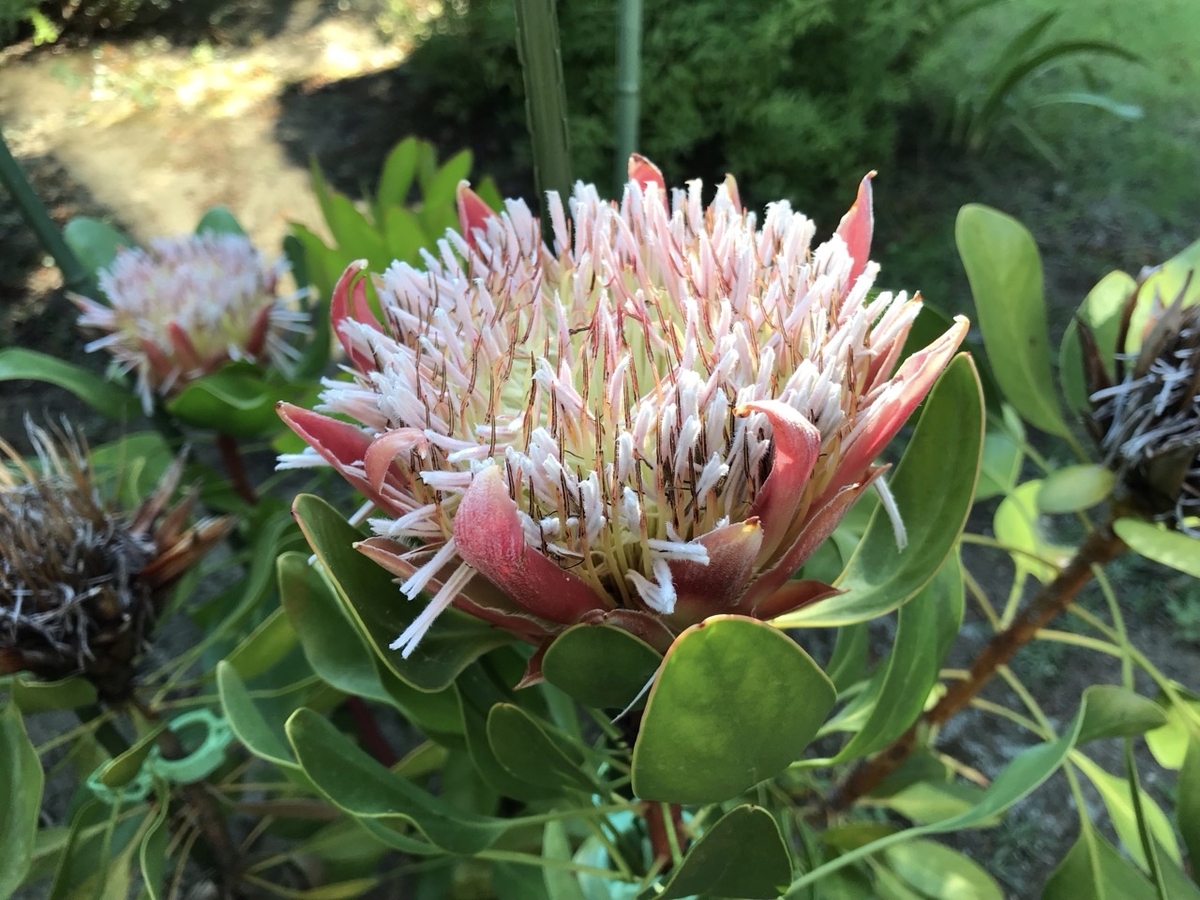 キングプロテア・リトルプリンスの花 キングプロテア・リトルプリンスの花