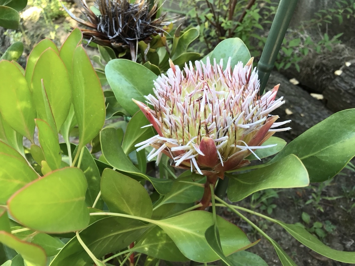 キングプロテア・リトルプリンスの花 キングプロテア・リトルプリンスの花