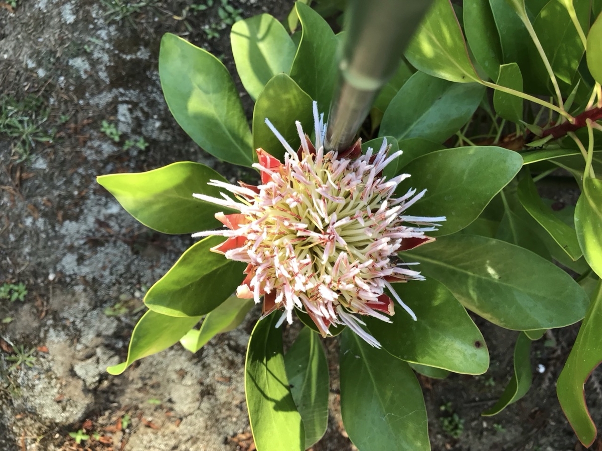 キングプロテア・リトルプリンスの花 キングプロテア・リトルプリンスの花