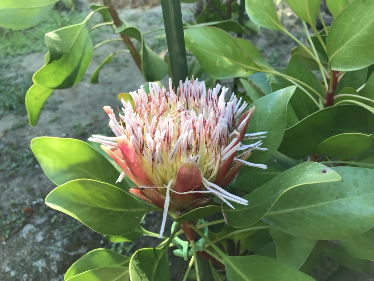 キングプロテア・リトルプリンスの花 キングプロテア・リトルプリンスの花