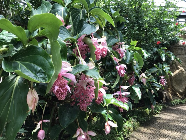 5月に行った市川市観賞植物園