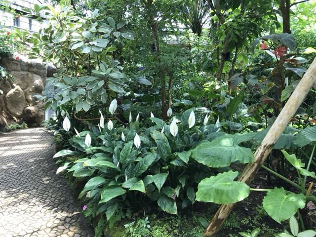 5月に行った市川市観賞植物園