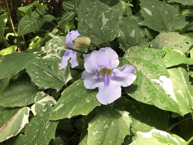 5月に行った市川市観賞植物園