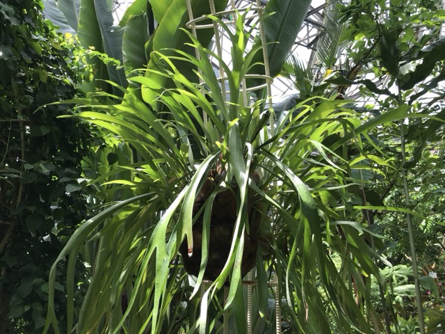 5月に行った市川市観賞植物園