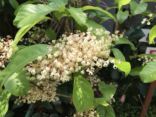 5月に行った市川市観賞植物園