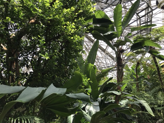 5月に行った市川市観賞植物園