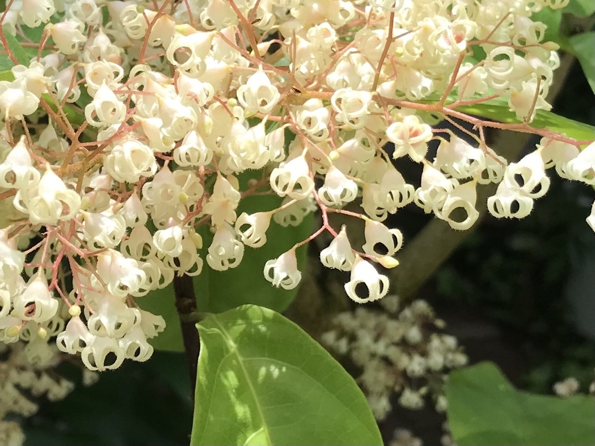 5月に行った市川市観賞植物園