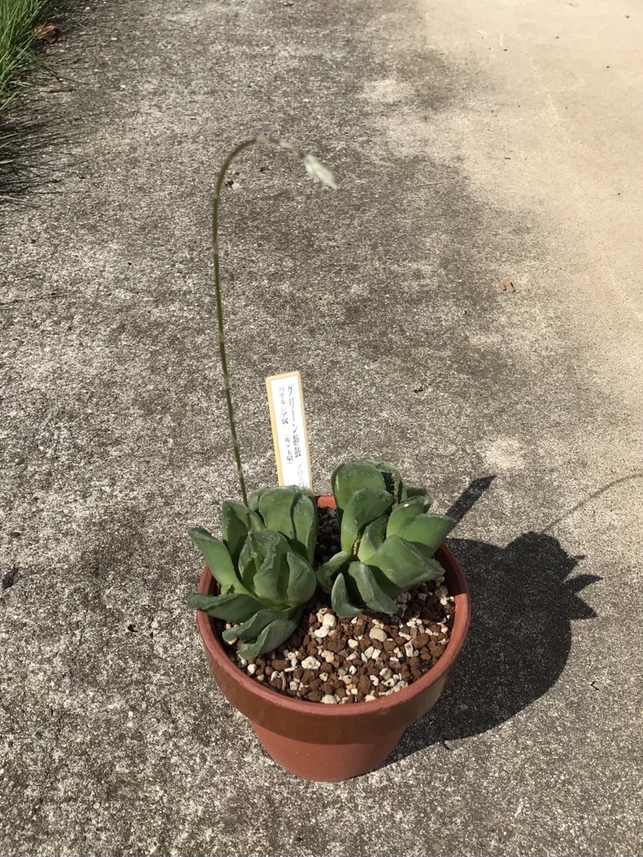 グリーン静鼓です。今年も蕾があります グリーン静鼓です。今年も蕾があります