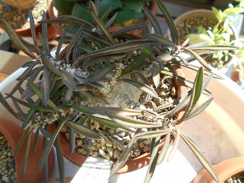 キリンドリフォリア キリンドリフォリア