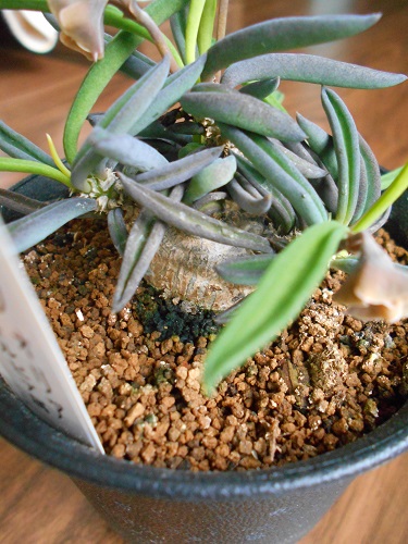 キリンドリフォリア キリンドリフォリア