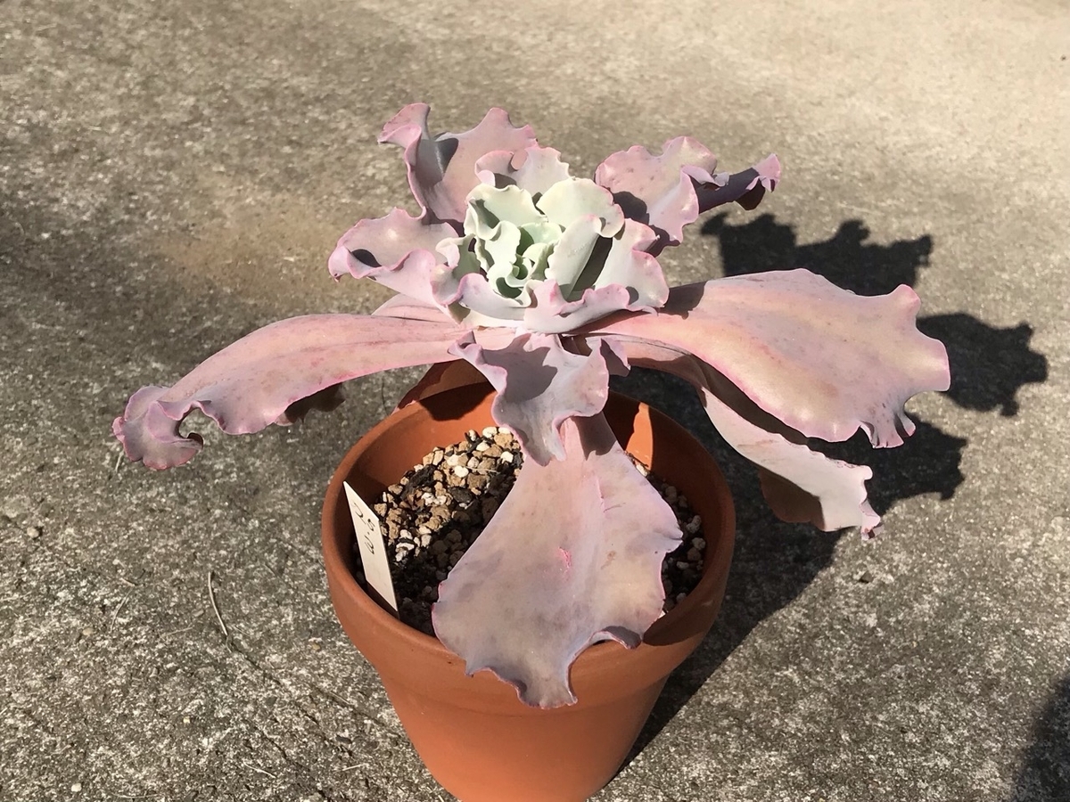 秋のエケベリア・パーティドレスは葉が紅い。