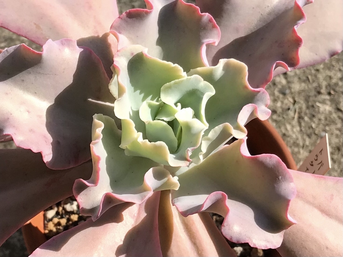 秋のエケベリア・パーティドレスは葉が紅い。