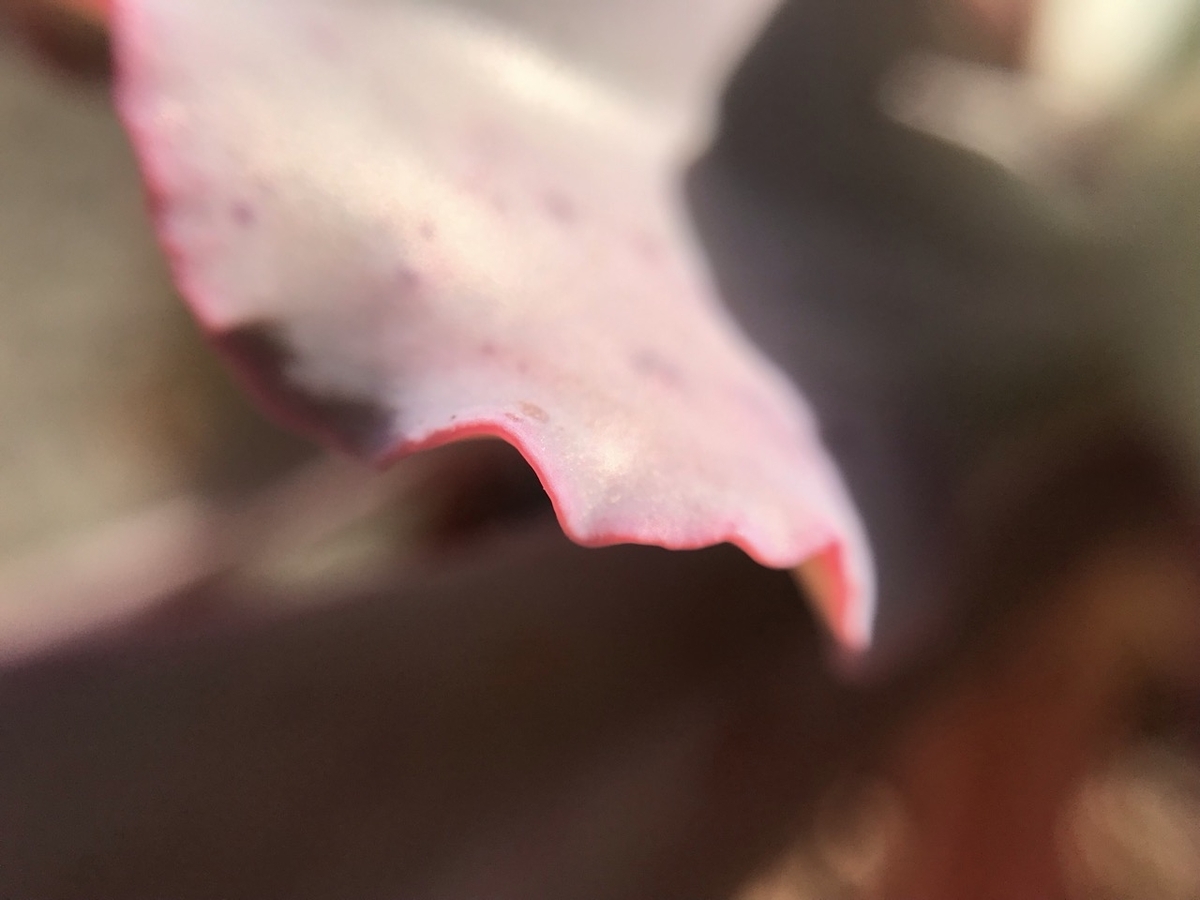 秋のエケベリア・パーティドレスは葉が紅い。