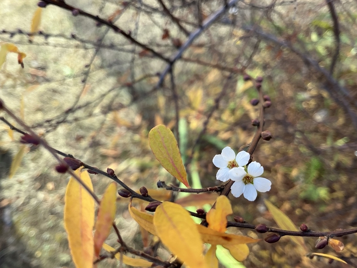 庭の雪柳。今年の冬も白い花がポチポチと咲く - ずん♪の多肉植物と折り紙のあれこれ