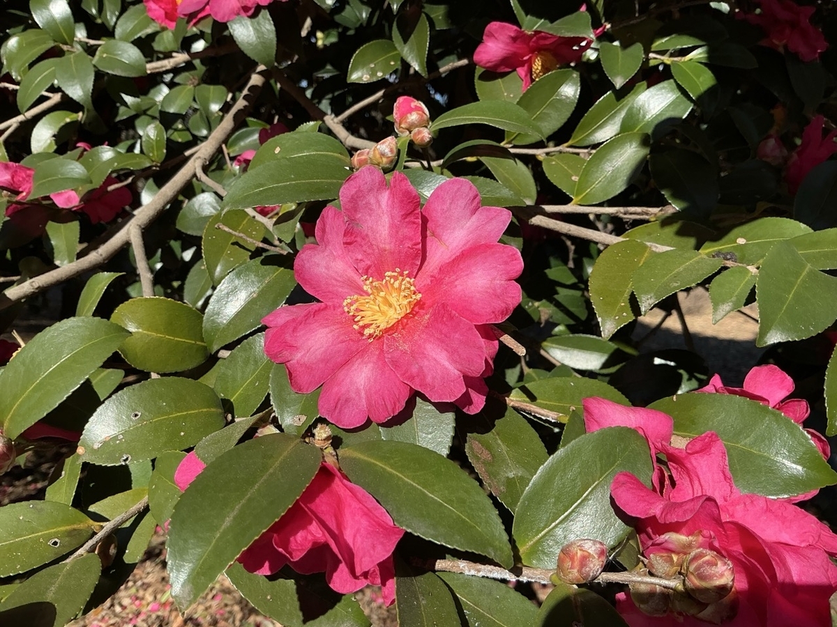 柏の葉公園で見た赤いサザンカの花