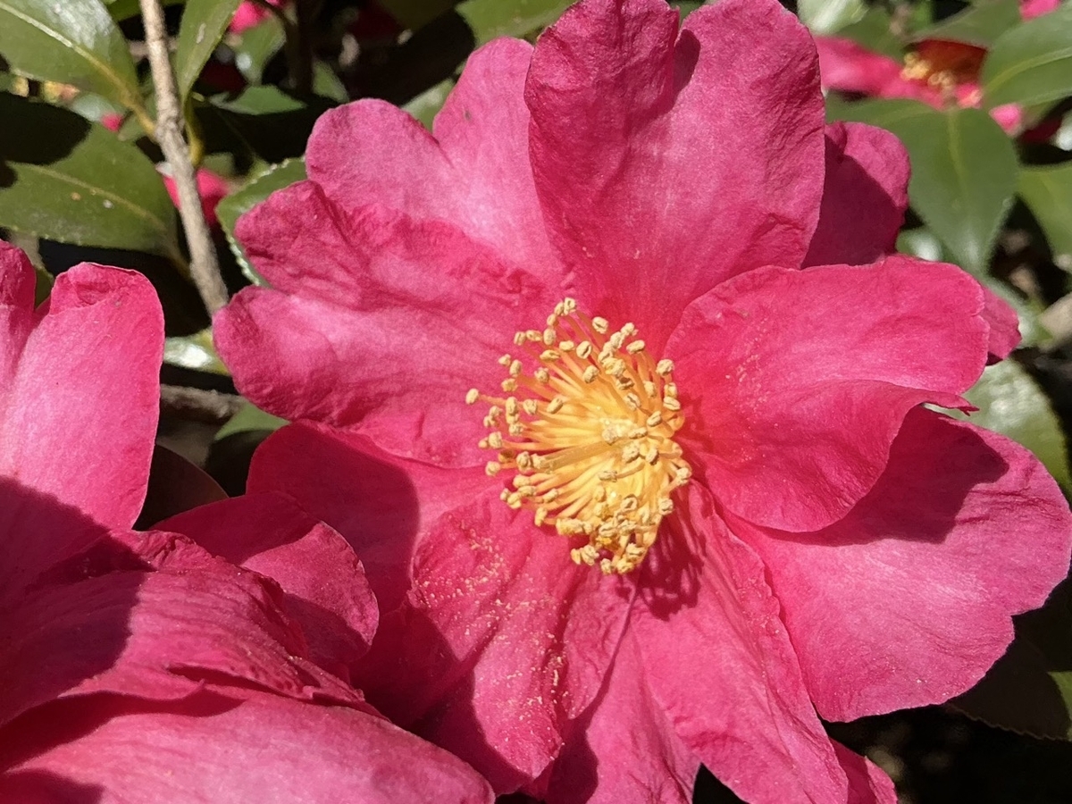 柏の葉公園で見た赤いサザンカの花