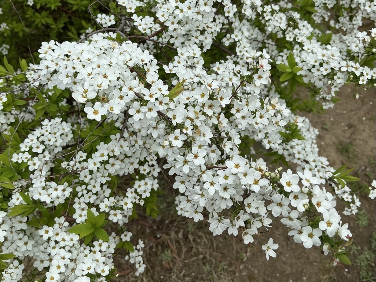 今日の雪柳。花数が増えて来ました💕 ワタシ花粉症なのよ。 - ずん♪の
