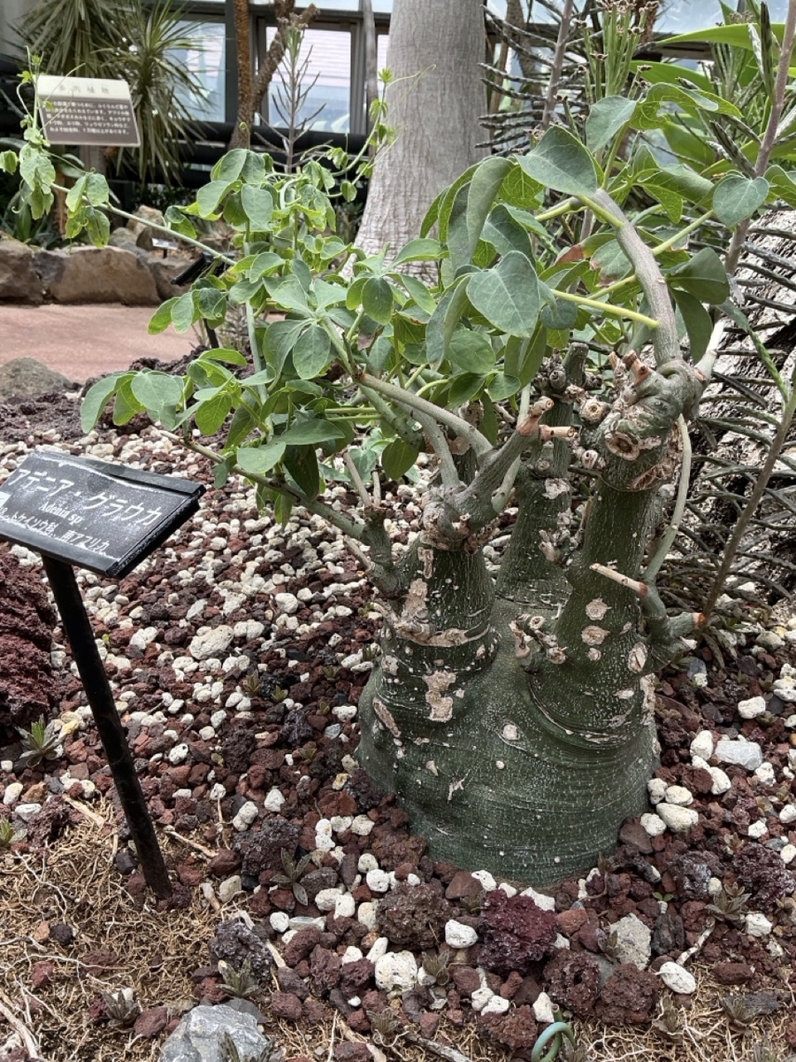 市川観賞植物園で見た多肉植物と花。 - ずん♪の多肉植物と折り紙の