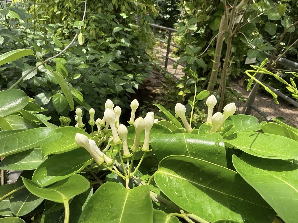 市川市観賞植物園
