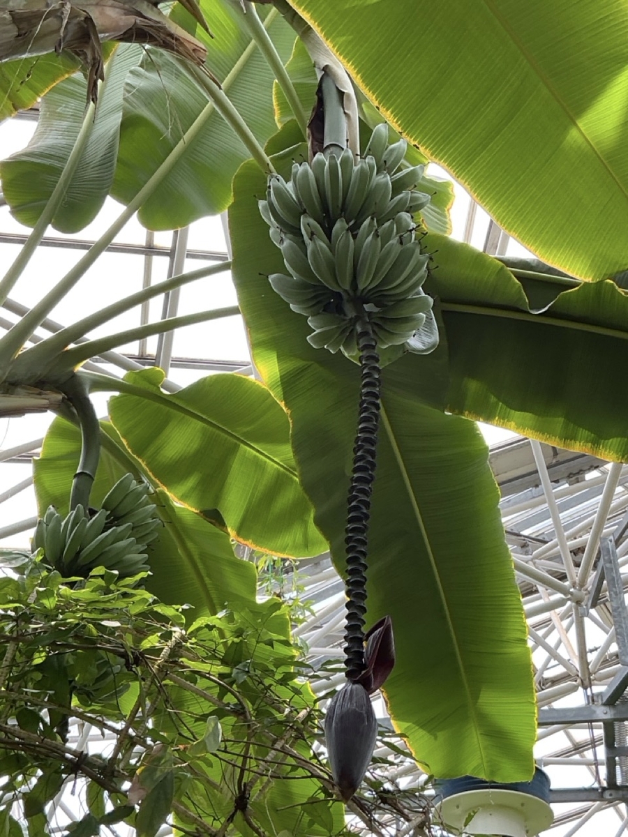 市川市観賞植物園