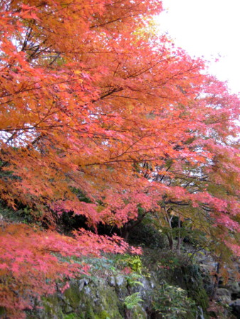 f:id:zundamoon07:20111119213748j:image