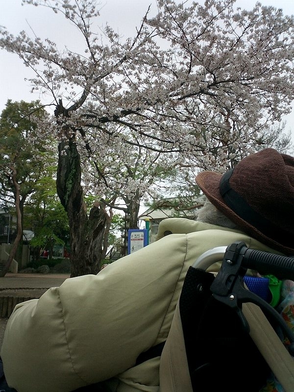 佐分利信旧宅の桜、半分裂けてしまった