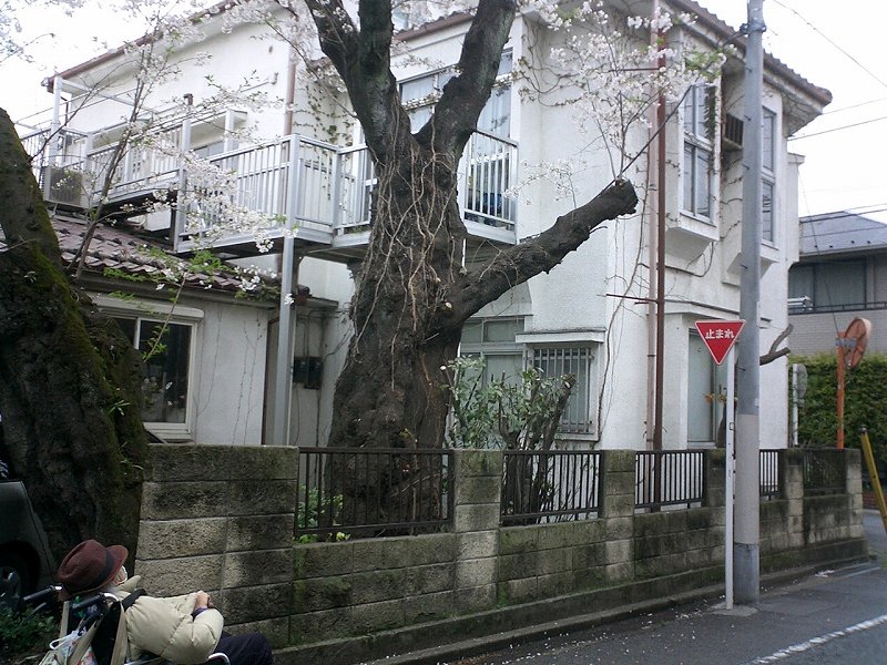 叔母の家の桜、この日見た中で一番の巨樹だった