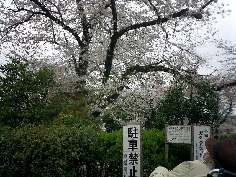 徳田公園の桜