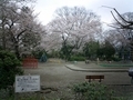 徳田公園の桜