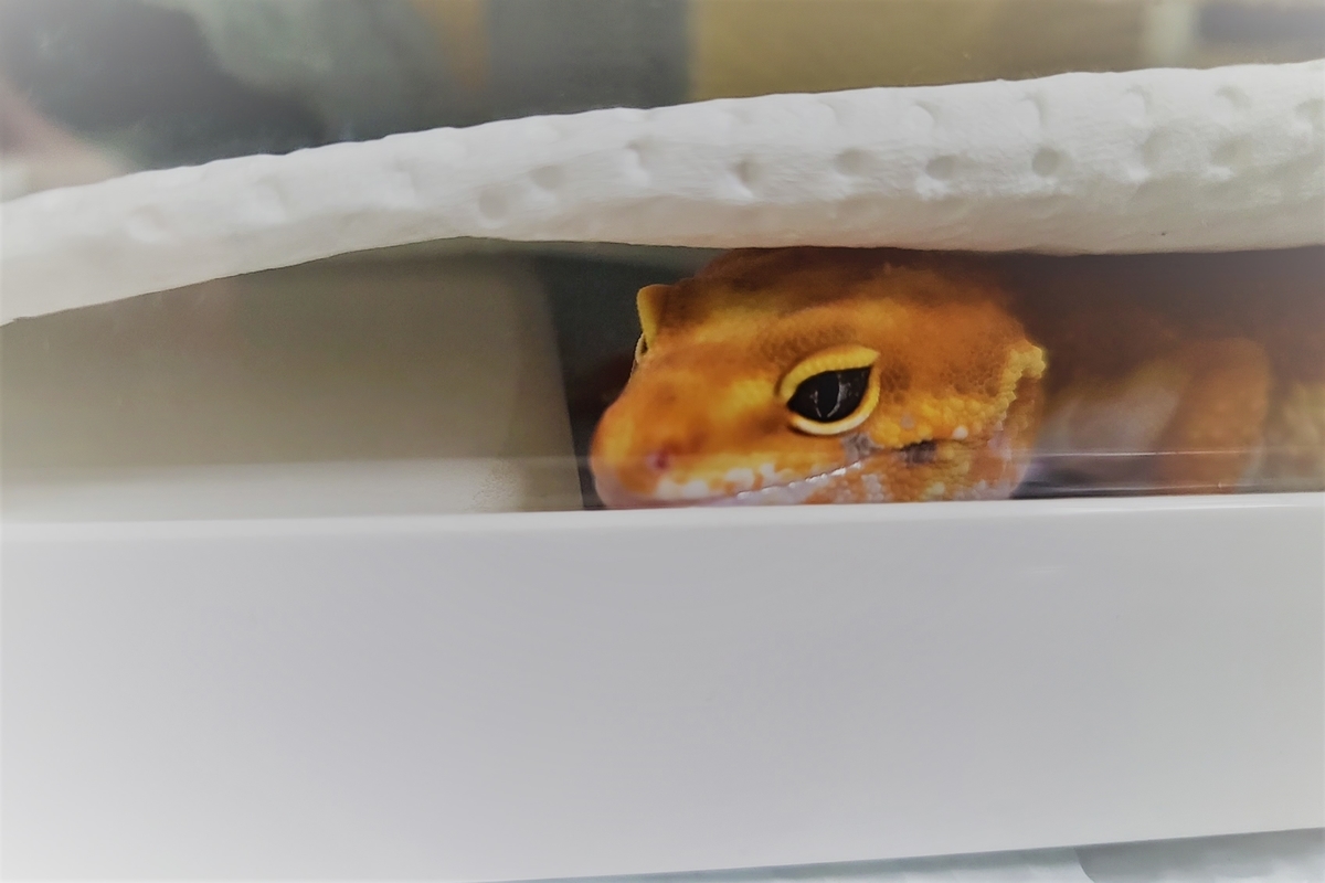 アナ雪2でサラマンダーのモデルになった生き物は 本丸からの伝達 アナ雪2でサラマンダーのモデルになった生き物は 本丸からの伝達