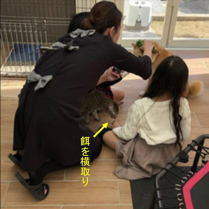 f:id:zutarou:20191206201514j:plain